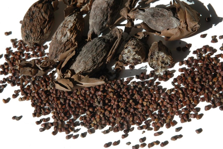 Гвинейский перец