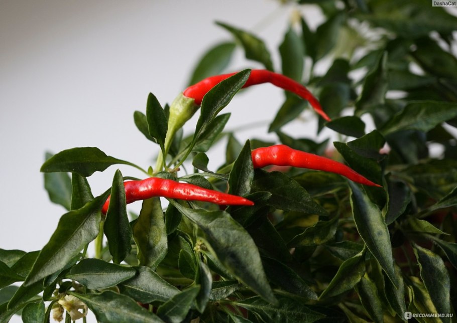 Перец Чили Санта Мария