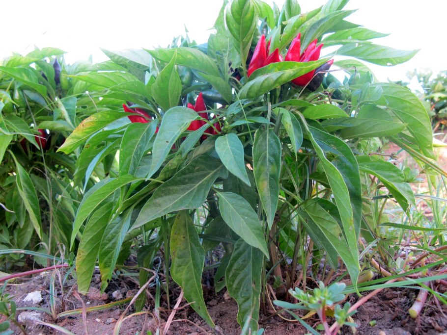 Гвинейский перец