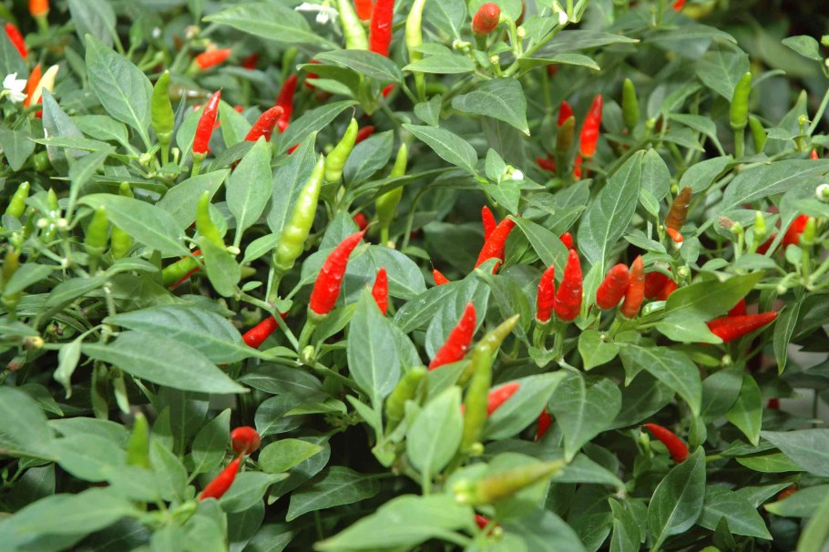 Перец сорт Нижегородец