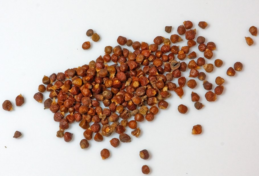 Африканский острый перец