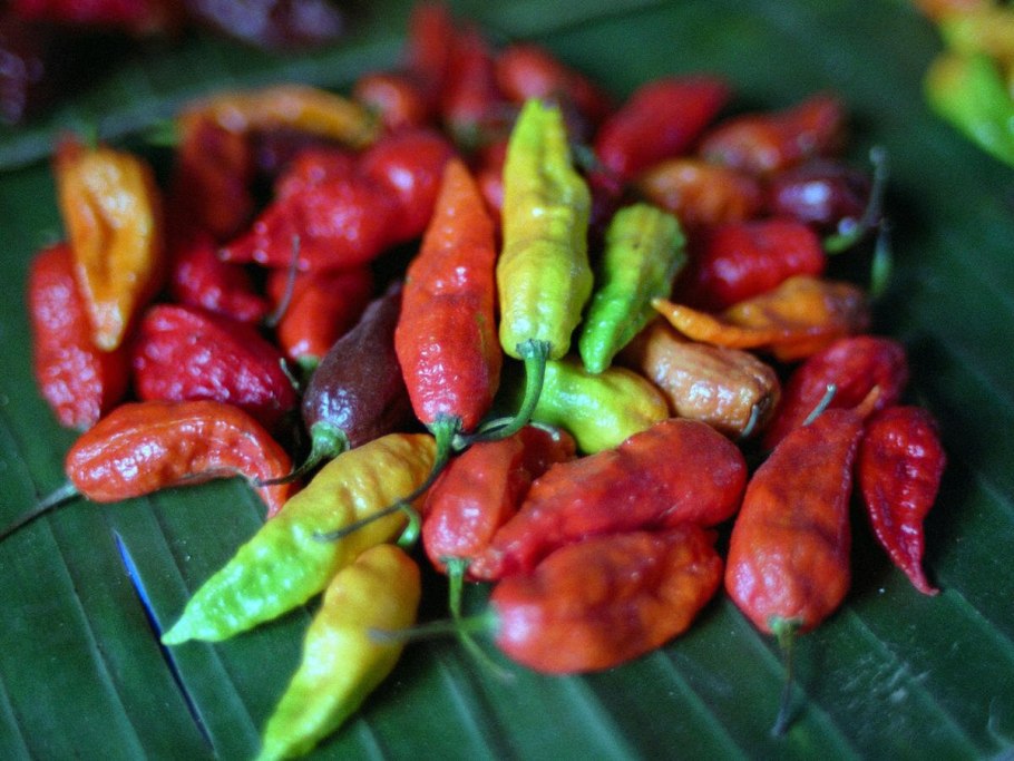 Перец зеленый растение