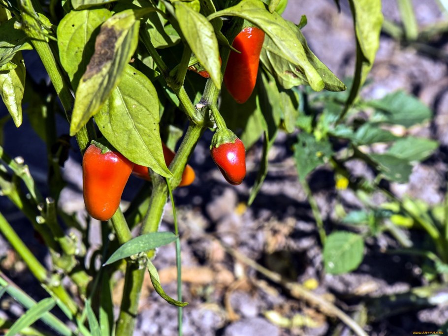 Листья перца