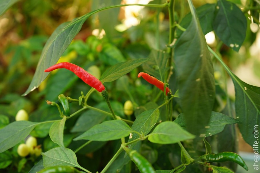 Перец чили красный острый вьетнамский