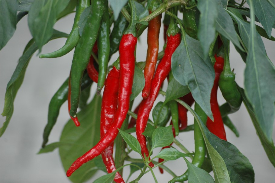 Перец острый кайенский