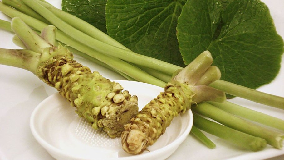 Хрен васаби растение