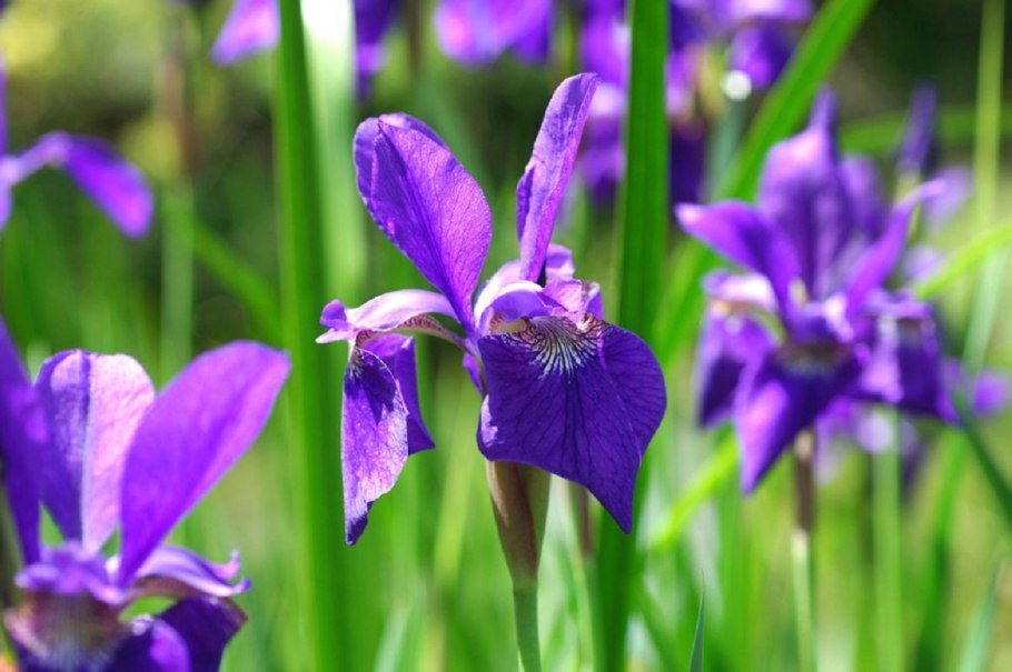 Iris sibirica
