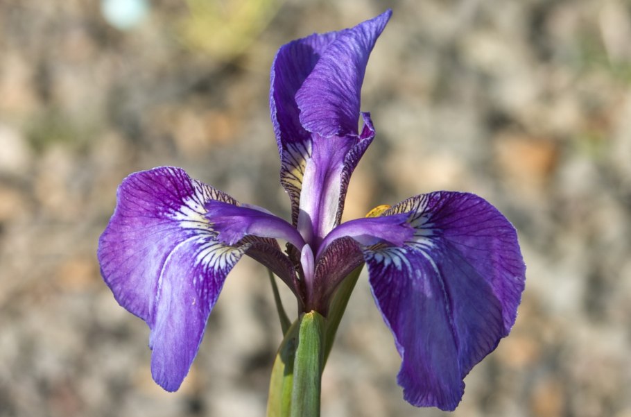 Ирис щетинистый