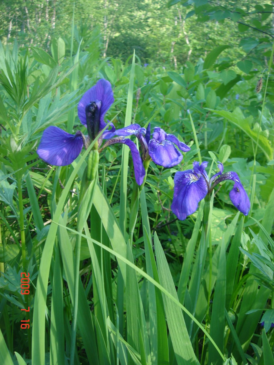 Дикий ирис касатик