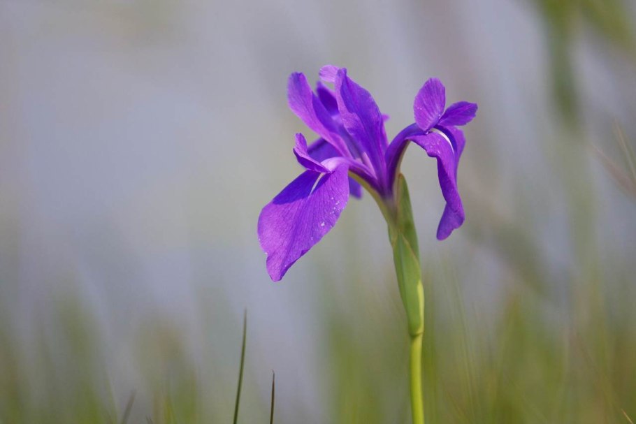 Ирис гладкий iris laevigata