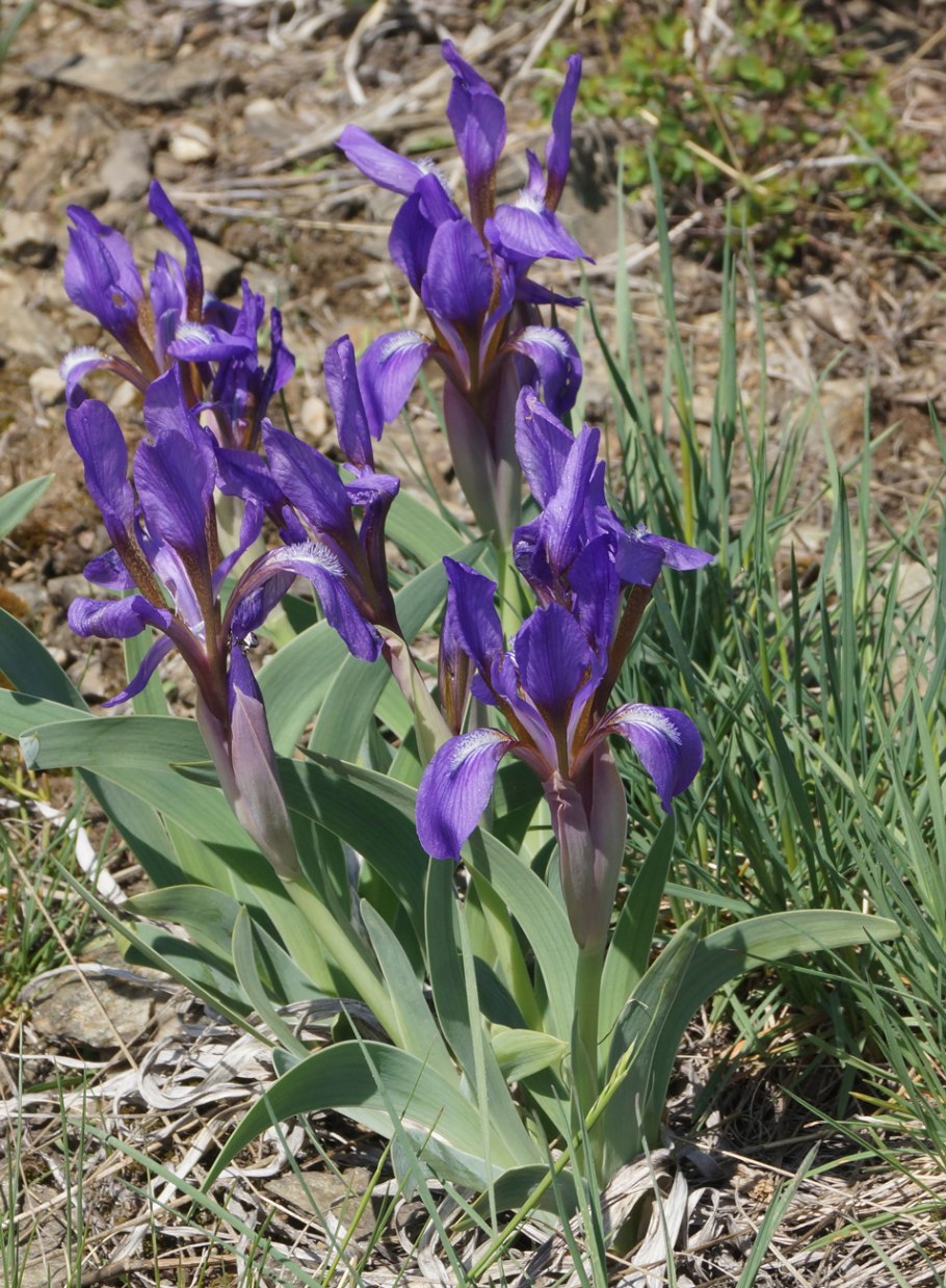 Ирис касатик