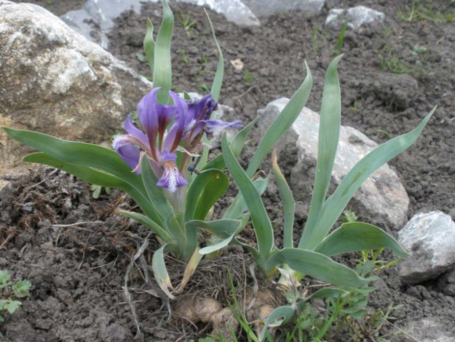 Iris pumila