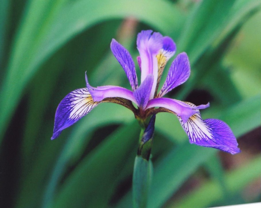 Iris versicolor