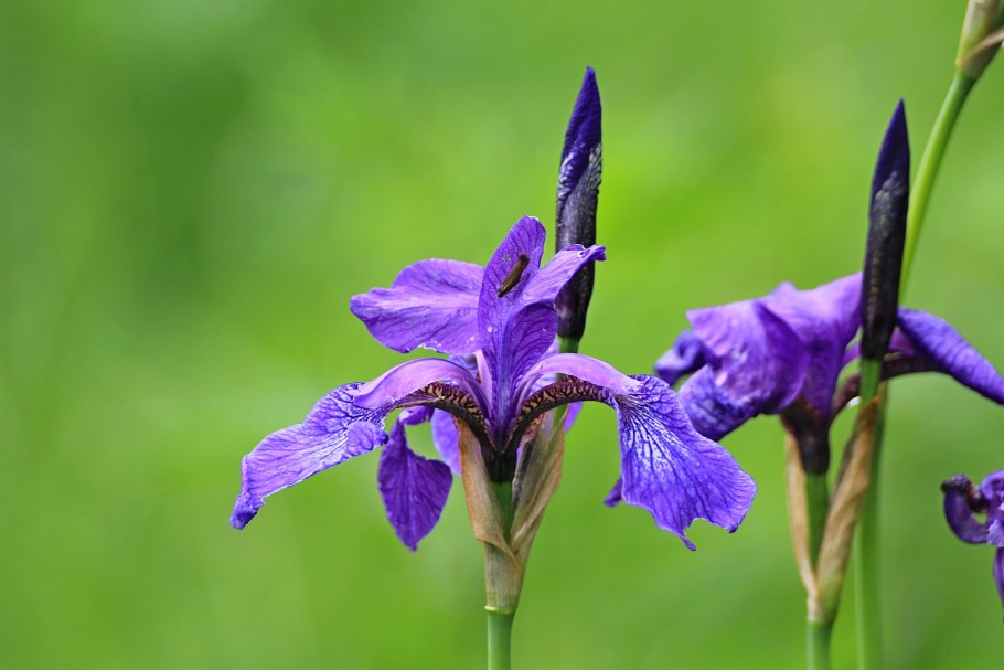 Ирис (касатик) сизоватый