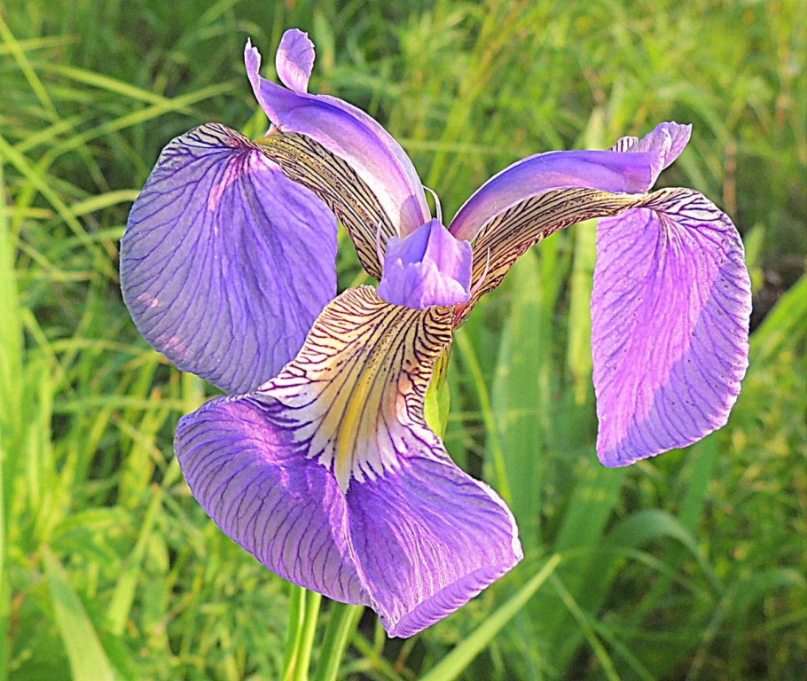 Ирис сибирский iris sibirica