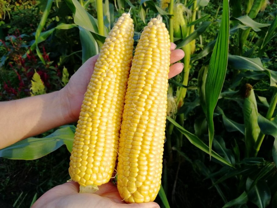 Zea Mays кукуруза обыкновенная
