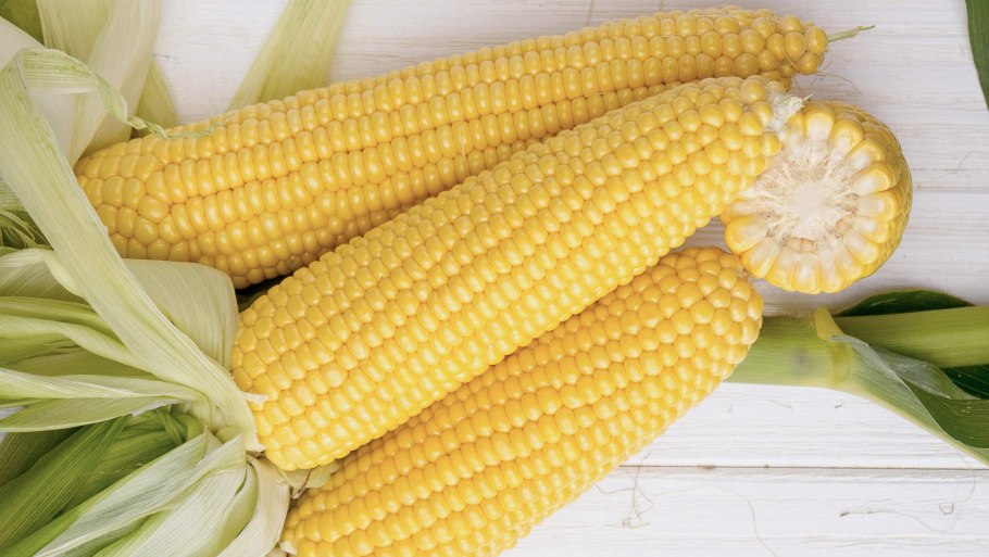 Zea Mays кукуруза обыкновенная