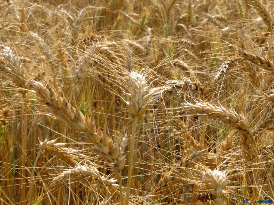 Хлебные зерновые культуры