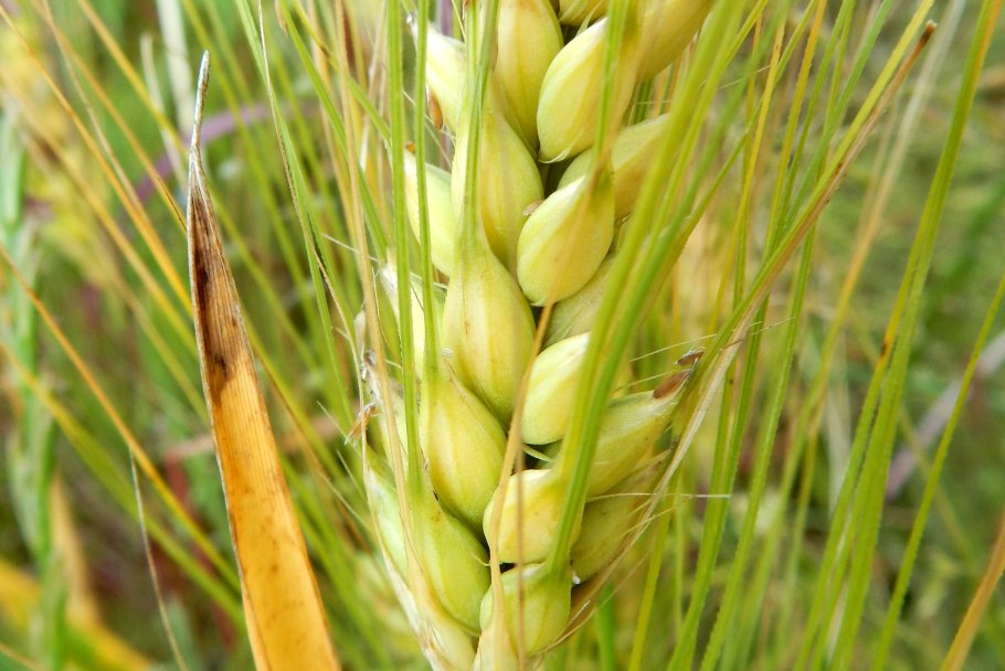 Крупы и злаки