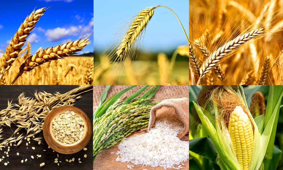 Злаковые и зерновые разница