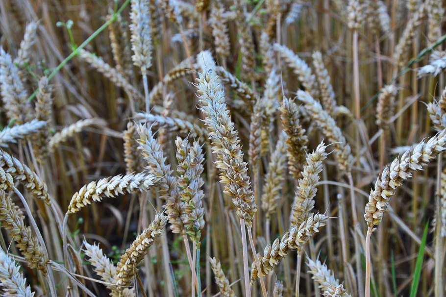 Зерновые растения
