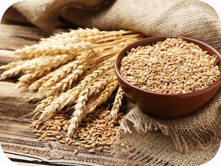 Ячмень злак