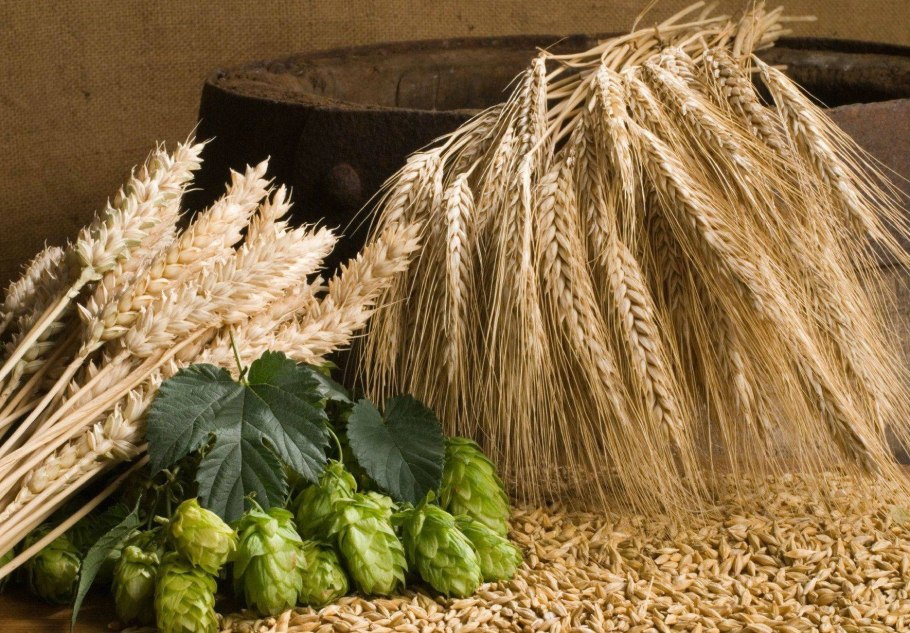 Культурные растения злаки