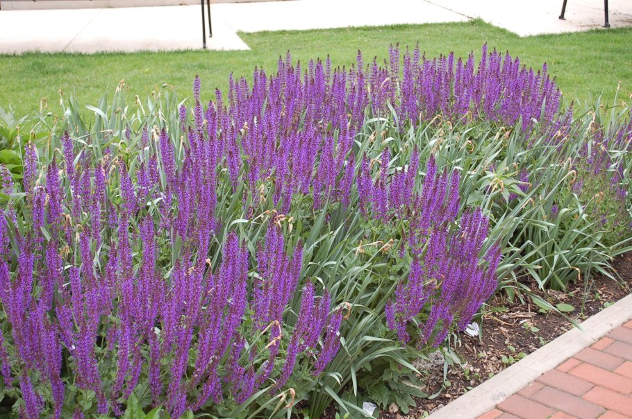 Шалфей лекарственный (Salvia officinalis)