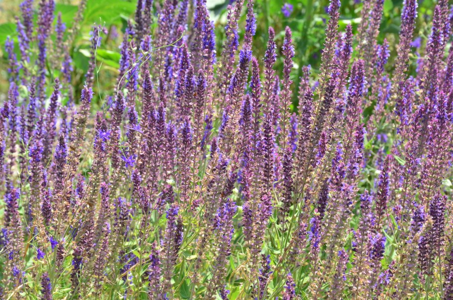 Шалфей Арамис