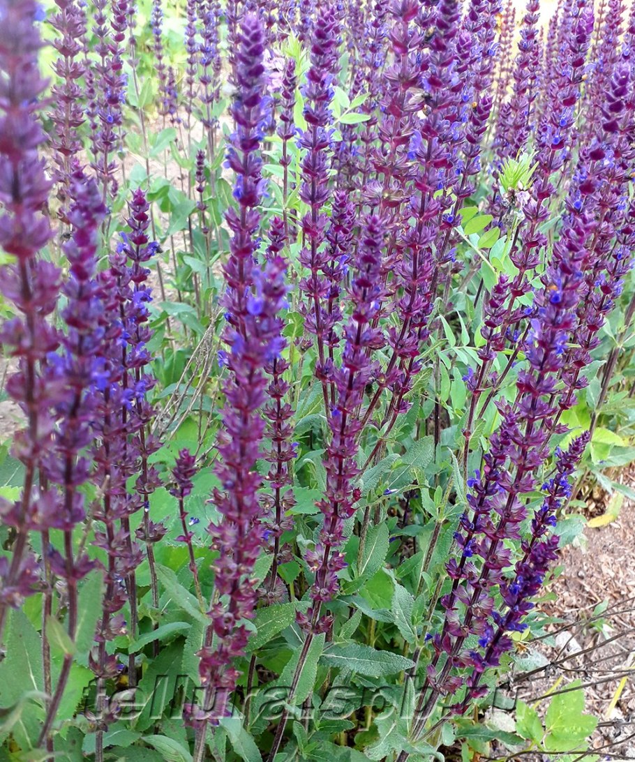Шалфей Дубравный (Salvia nemorosa)