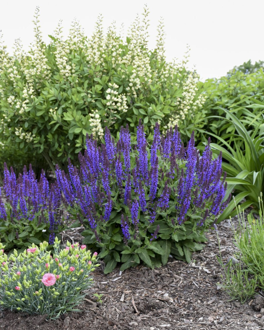 Шалфей дубравный caradonna