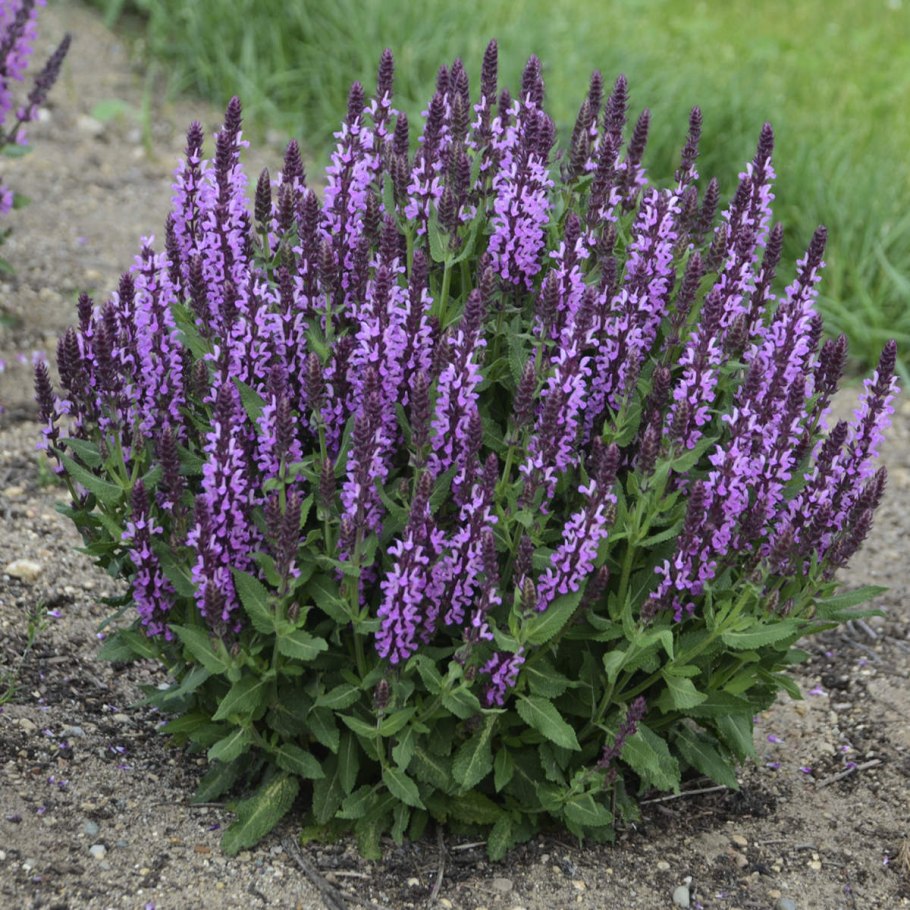 Шалфей лекарственный Sage Plant