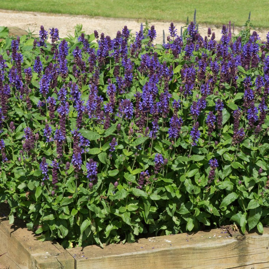 Шалфей Дубравный