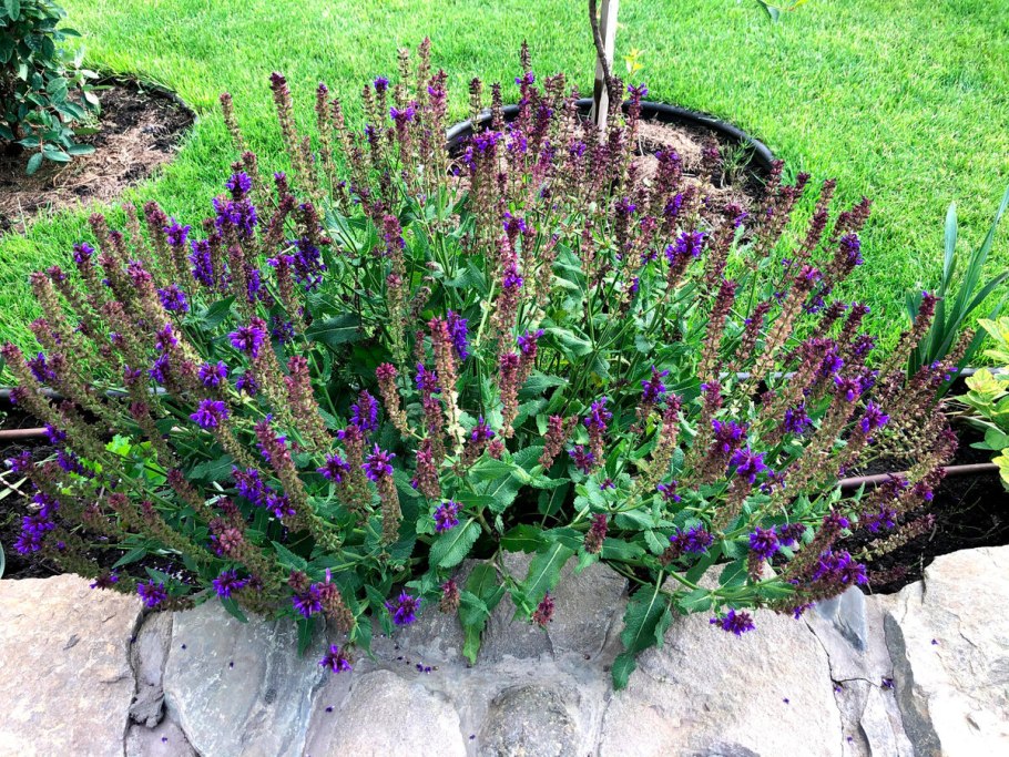 Сальвия Дубравная (шалфей) Карадонна