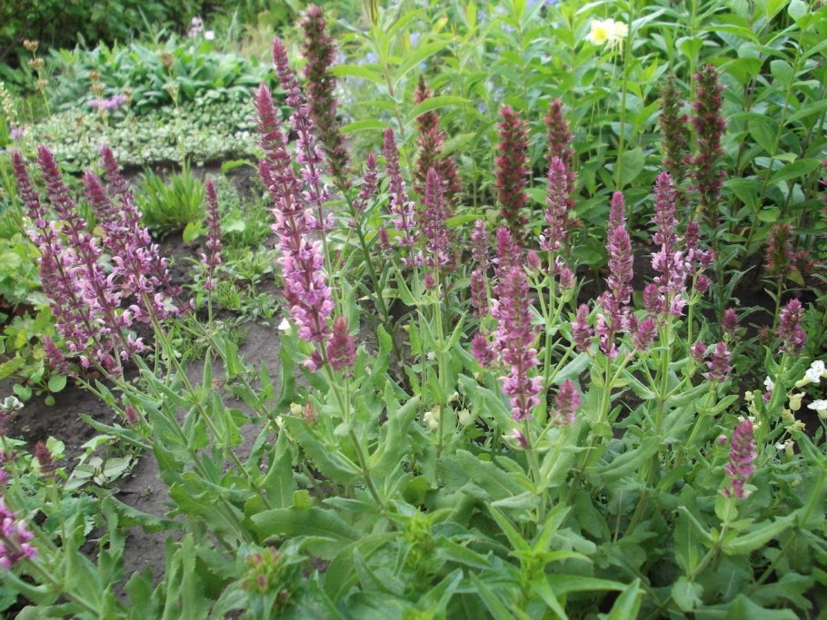 Сальвия (шалфей) дубравная «rose queen»