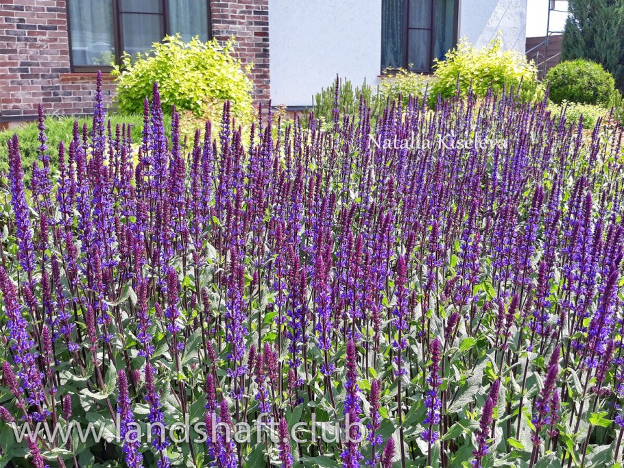 Шалфей дубравный amethyst