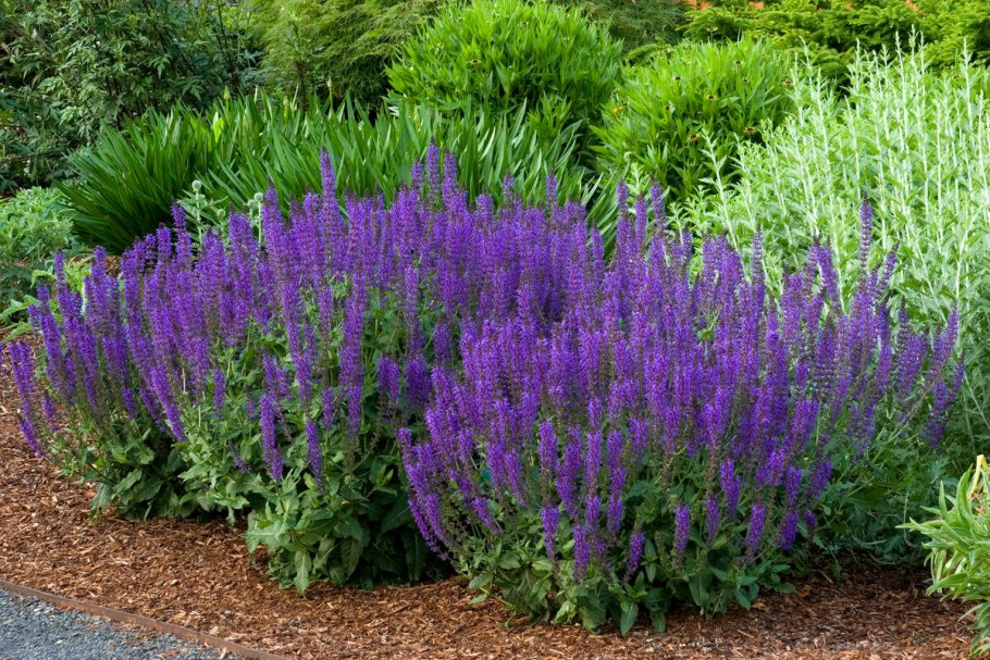 Шалфей дубравный salvia nemorosa