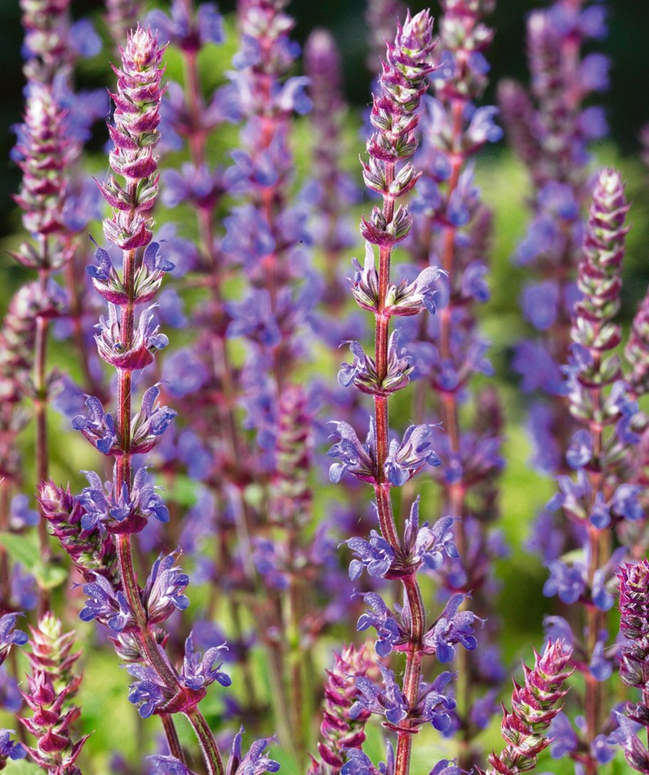 Шалфей кустарник