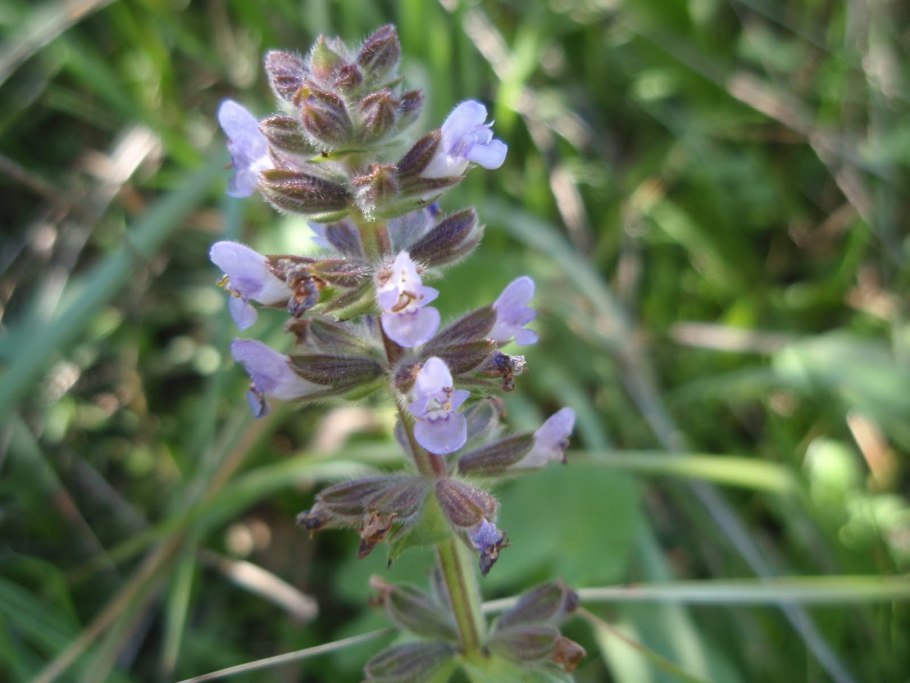 Шалфей Salvia officinalis Tricolor
