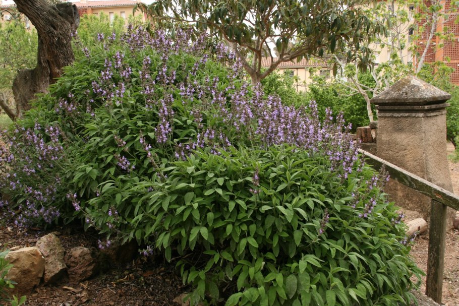 Шалфей Дубравный негрито