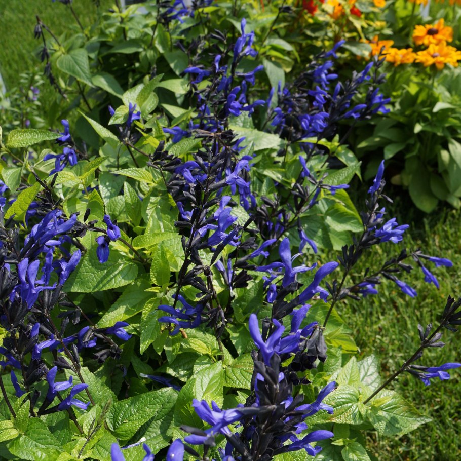 Сальвия голубая (Salvia azurea)