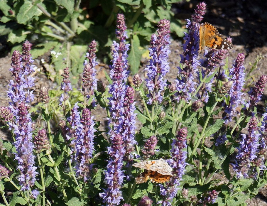 Шалфей дубравный 'night field'
