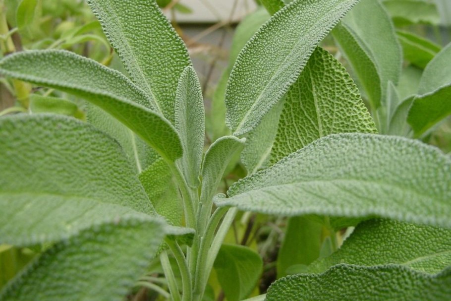 Шалфей лекарственный