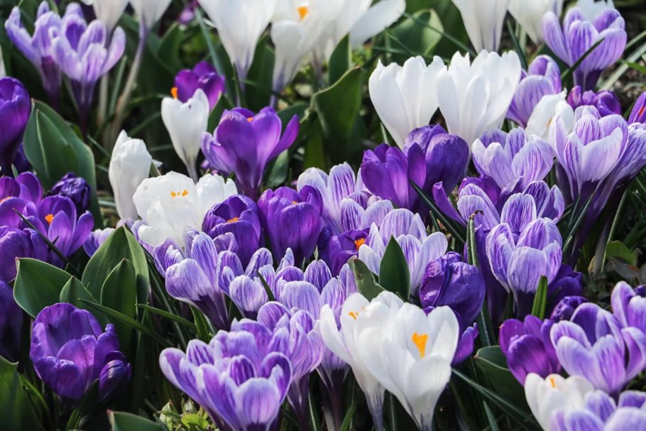 Крокус (Crocus)