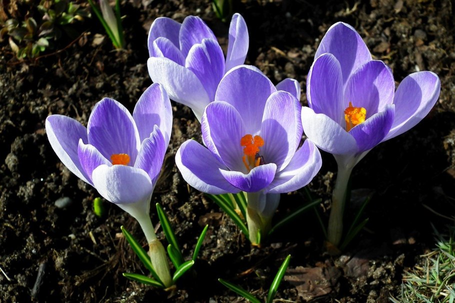 Крокусы и примула