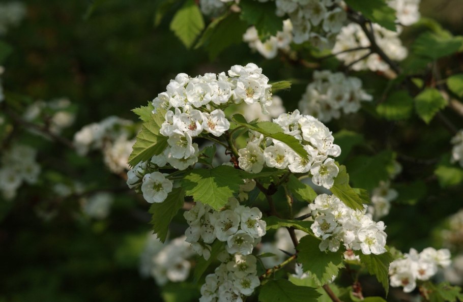 Crataegus coccinea