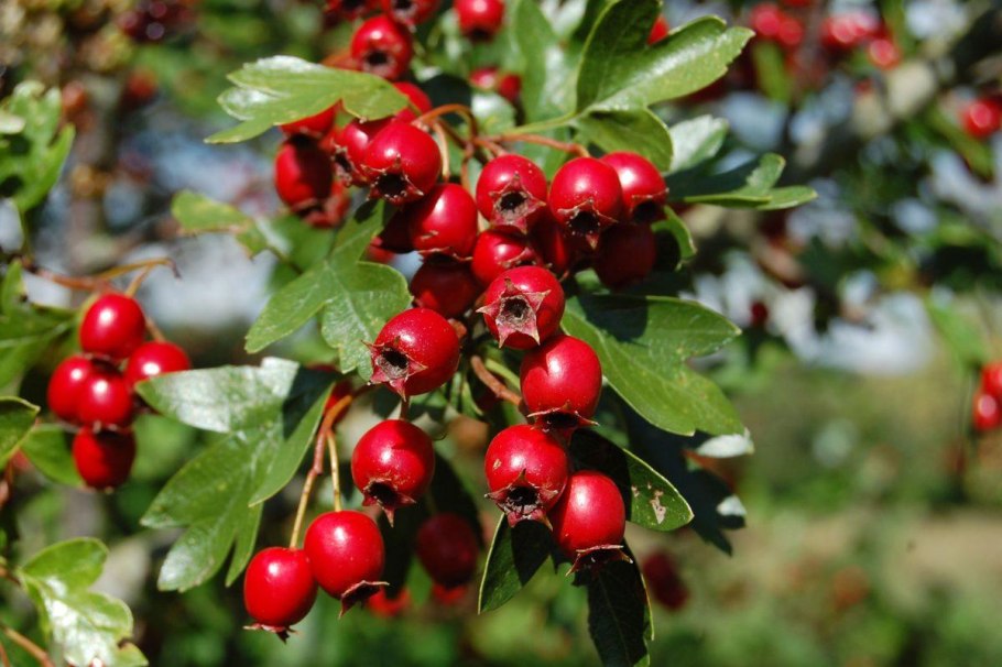 Боярышник зеленомясый (Crataegus chlorosarca)