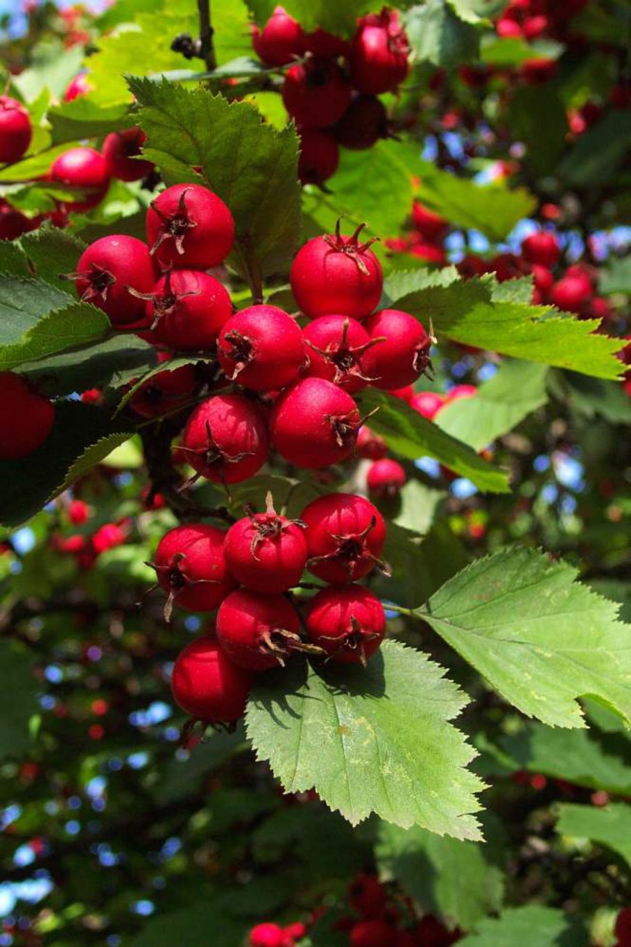 Боярышник (Crataegus)