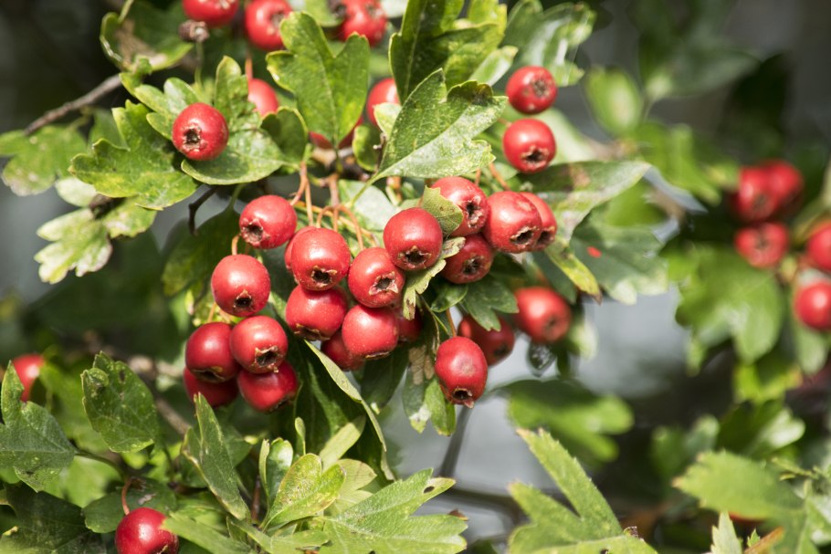 Боярышник свежий