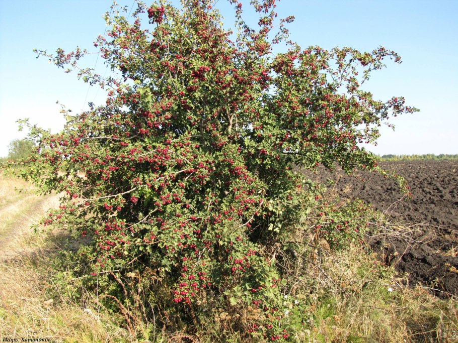 Crataegus monogyna,боярышник